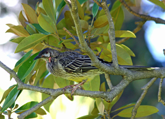 Anthochaera carunculata