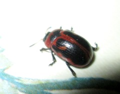 Gonioctena viminalis