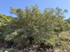 Lysiloma watsonii, photograph (c) Sue Carnahan, some rights reserved (CC BY)