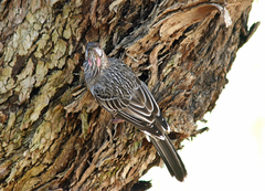 Anthochaera carunculata