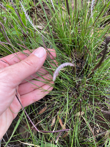 Mahem's Crest (Microchloa altera)