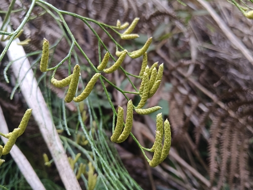 Lycopodium casuarinoides iNat (1)