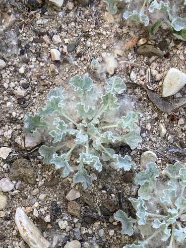 elegant wild buckwheat (Eriogonum elegans)