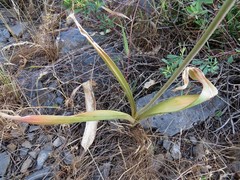 Allium taschkenticum