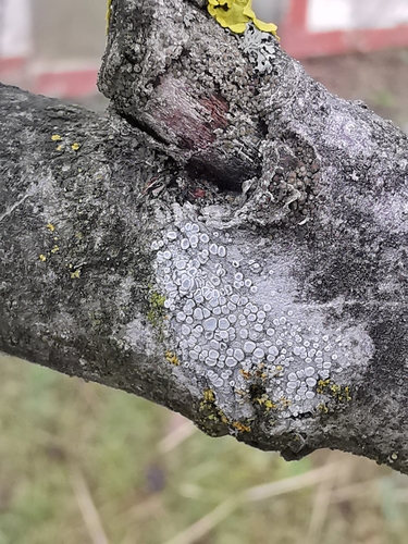 Kampuotoji lekanora nuotrauka