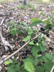 Grewia latifolia