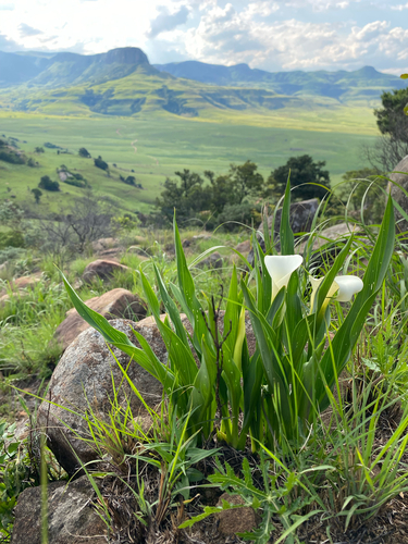 Zantedeschia rehmannii