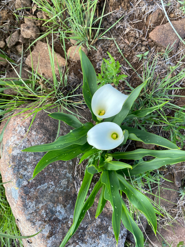 Zantedeschia rehmannii