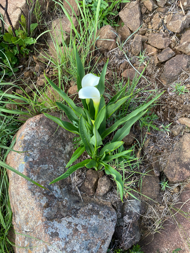 Zantedeschia rehmannii
