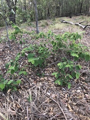 Grewia latifolia