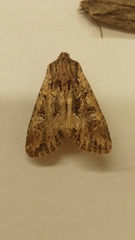 Polymixis trisignata