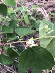 Grewia latifolia