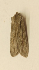 Lithophane lapidea