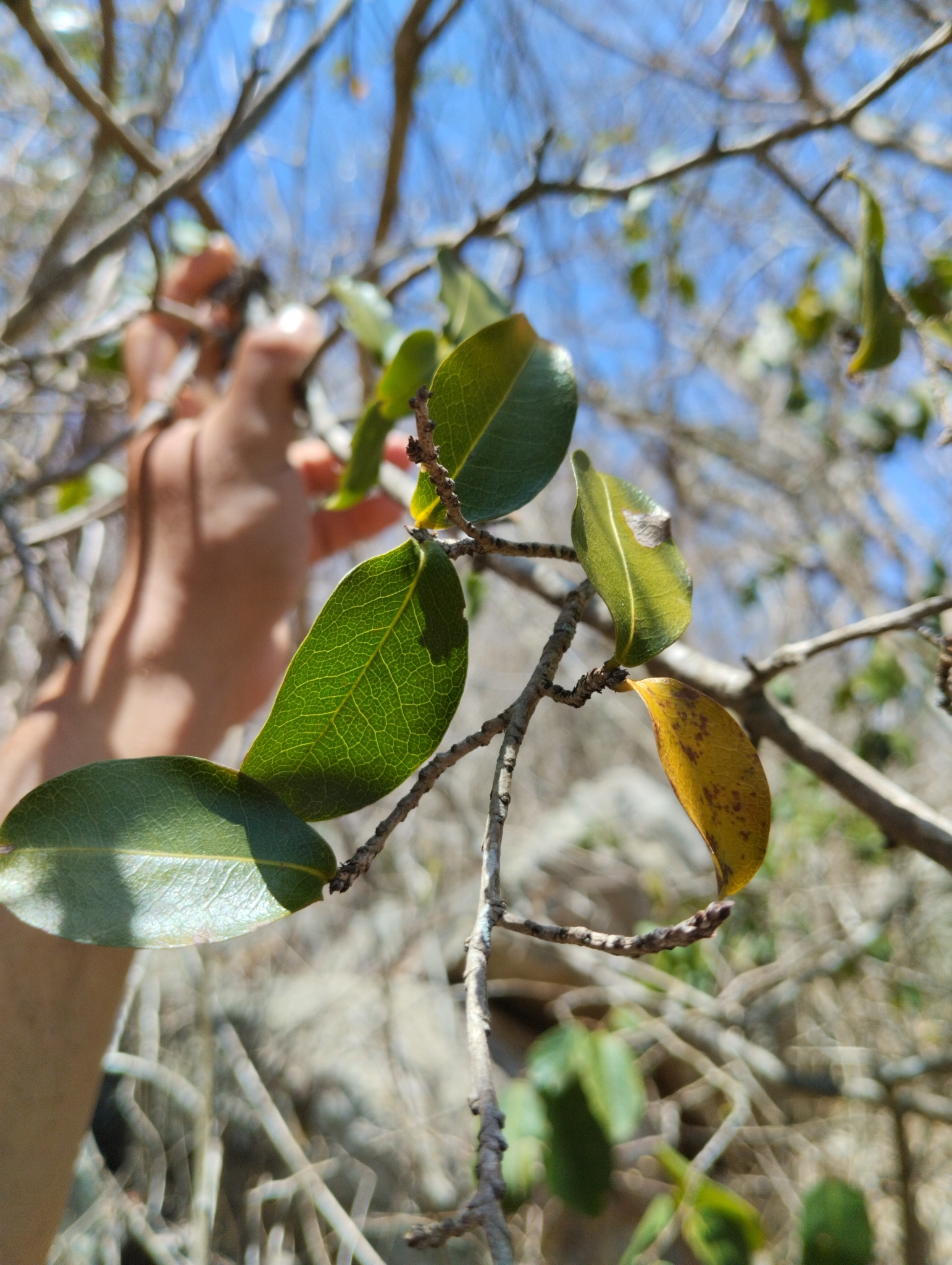 Callisthene fasciculata