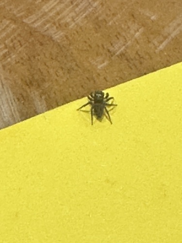 Adanson's House Jumper