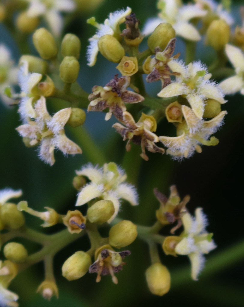 Nothapodytes nimmoniana (Nothapodytes nimmoniana)