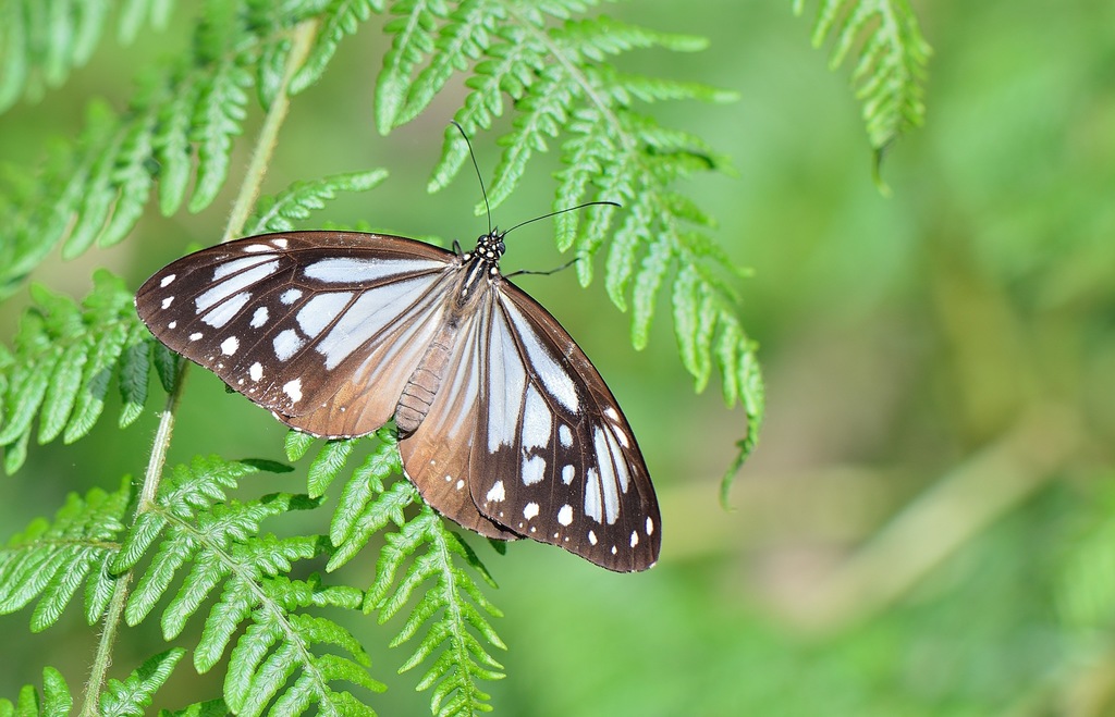Zinken's Tiger