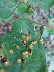 Didymomyia tiliacea