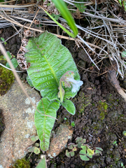 Streptocarpus pusillus, photograph (c) Sunčana Bradley, some rights reserved (CC BY)