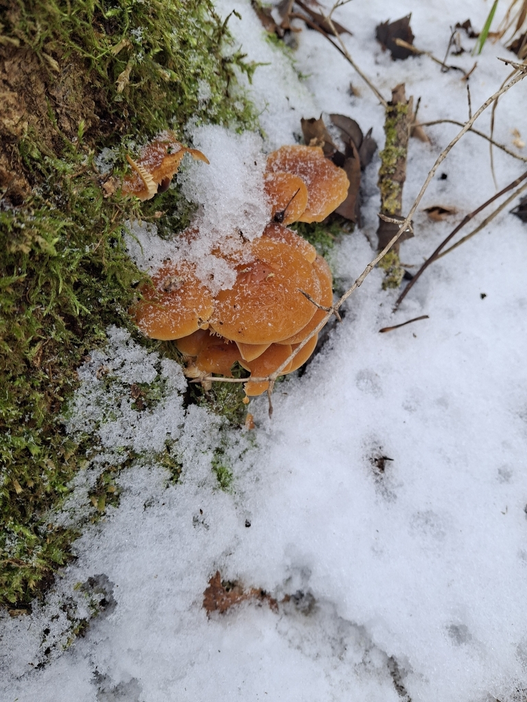 Flammulina · November 2025 · photo: © timeberling (iNaturalist, cc-by)