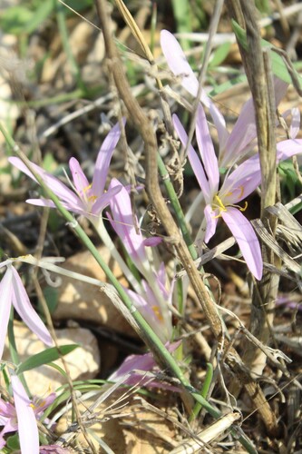 Colchicum stevenii