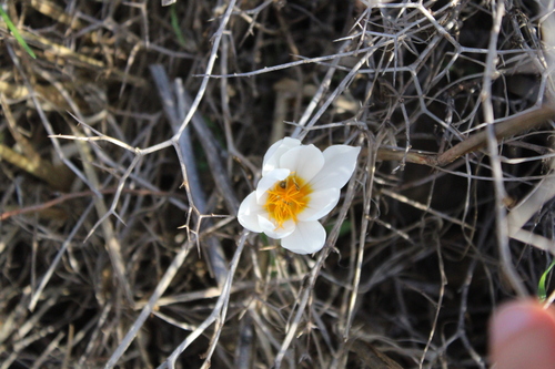 Crocus hyemalis, photograph 6