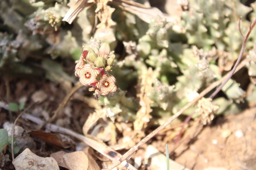 Apteranthes europaea (Apteranthes europaea)