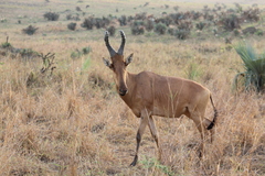 Alcelaphus buselaphus lelwel