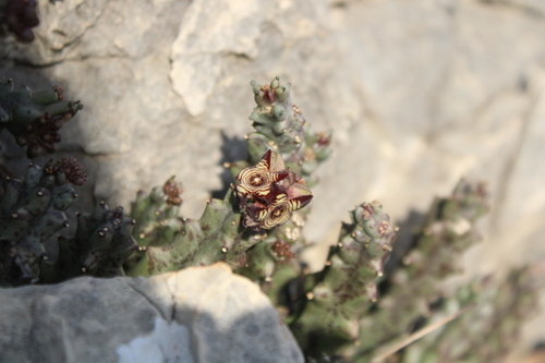 Israeli caralluma (Apteranthes europaea)