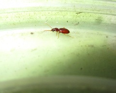 Epaphius secalis