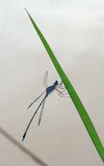 Lestes elatus