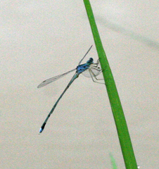 Lestes elatus