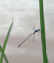 Lestes elatus