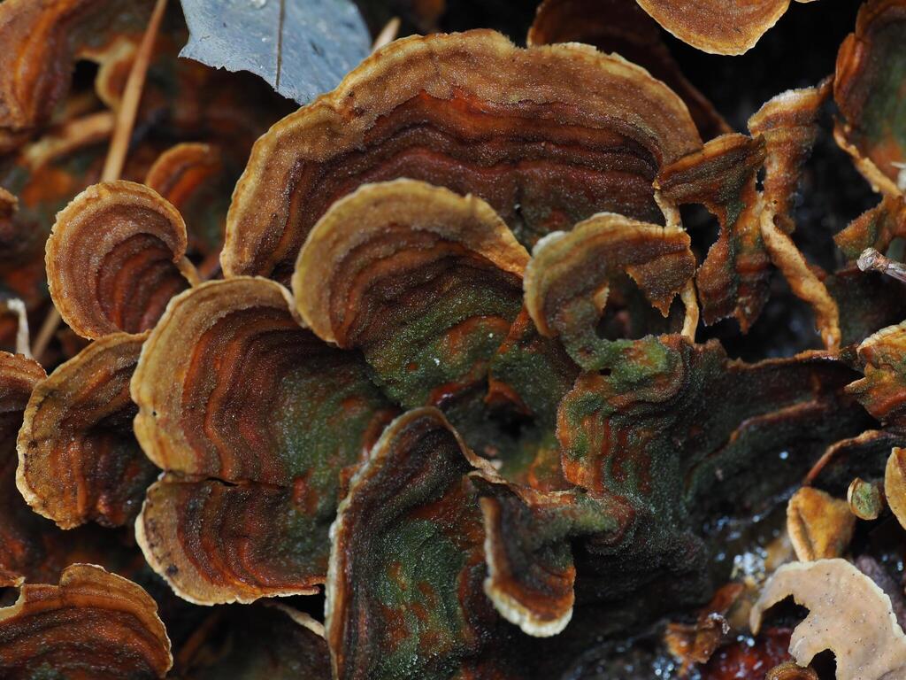 Stereum subtomentosum · November 2025 · photo: © alexis_orion (iNaturalist, cc-by)