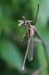 Lestes elatus