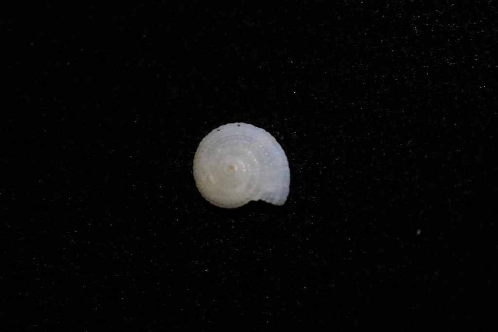 Pseudotorinia delectabilis
