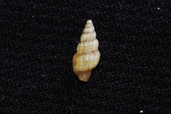 Mangeliidae