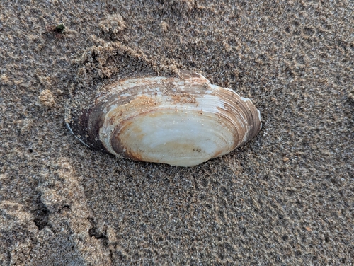 Lutraria lutraria