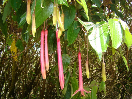 Passiflora trinervia, photograph 4