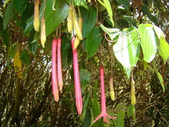 (c) John Ocampo, some rights reserved (CC BY) Passiflora trinervia, photograph (c) John Ocampo, some rights reserved (CC BY)