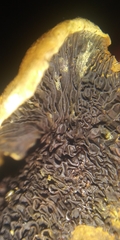Pseudomerulius curtisii