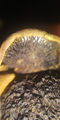 Pseudomerulius curtisii