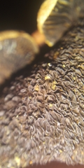 Pseudomerulius curtisii