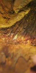 Pseudomerulius curtisii