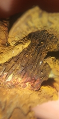 Pseudomerulius curtisii