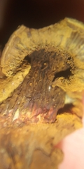 Pseudomerulius curtisii