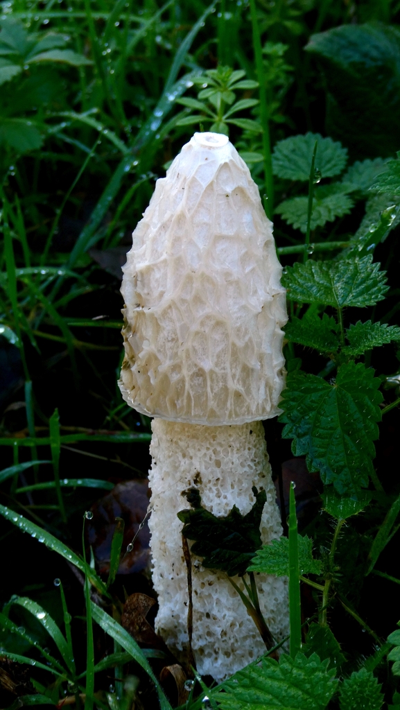Phallus impudicus · November 2025 · photo: © patricklm35 (iNaturalist, cc0)