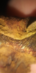 Pseudomerulius curtisii