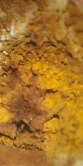Pseudomerulius curtisii