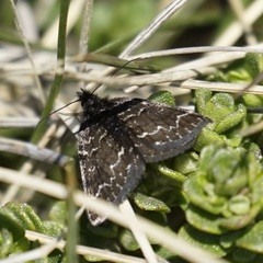 Chrysolarentia melanchlaena